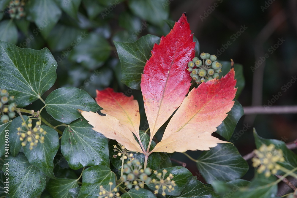 Parthenocissus quinquefolia, known as Virginia creeper, Victoria