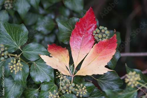 Parthenocissus quinquefolia  known as Virginia creeper  Victoria creeper  five-leaved ivy  or five-finger  is a species of flowering vine in the grape family Vitaceae.
