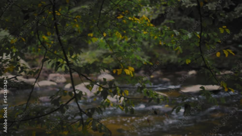Beautiful slow pan of tress with blurry creek in background during early fall Beautiful slow pan of tress with blurry creek in background during early fall