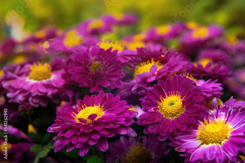 Pink chrysanthemums with a yellow center. Card. blurred image. selective focus