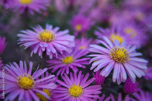 Blue chrysanthemums. Background for a beautiful postcard. Autumn flowers in the garden. blurred image. selective focus