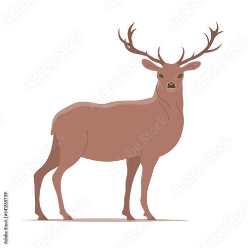 Beautiful red deer with antlers. Standing and looking. Forest herbivore animal. Faina and wildlife. Flat vector illustration isolated on white background
