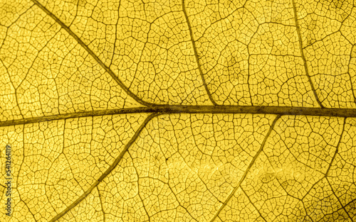 Texture d'une feuille d'arbre - motif - background naturel © Romain TALON