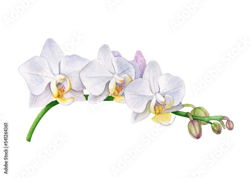 Fototapeta Naklejka Na Ścianę i Meble -  Watercolor white orchid flowers isolated.