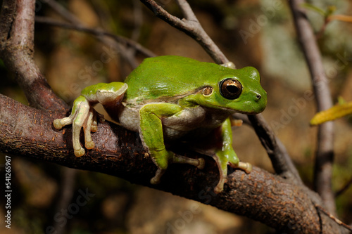Tyrrhenischer Laubfrosch // Sardinian tree frog, Tyrrhenian tree frog (Hyla sarda) - Sardinien, Italien