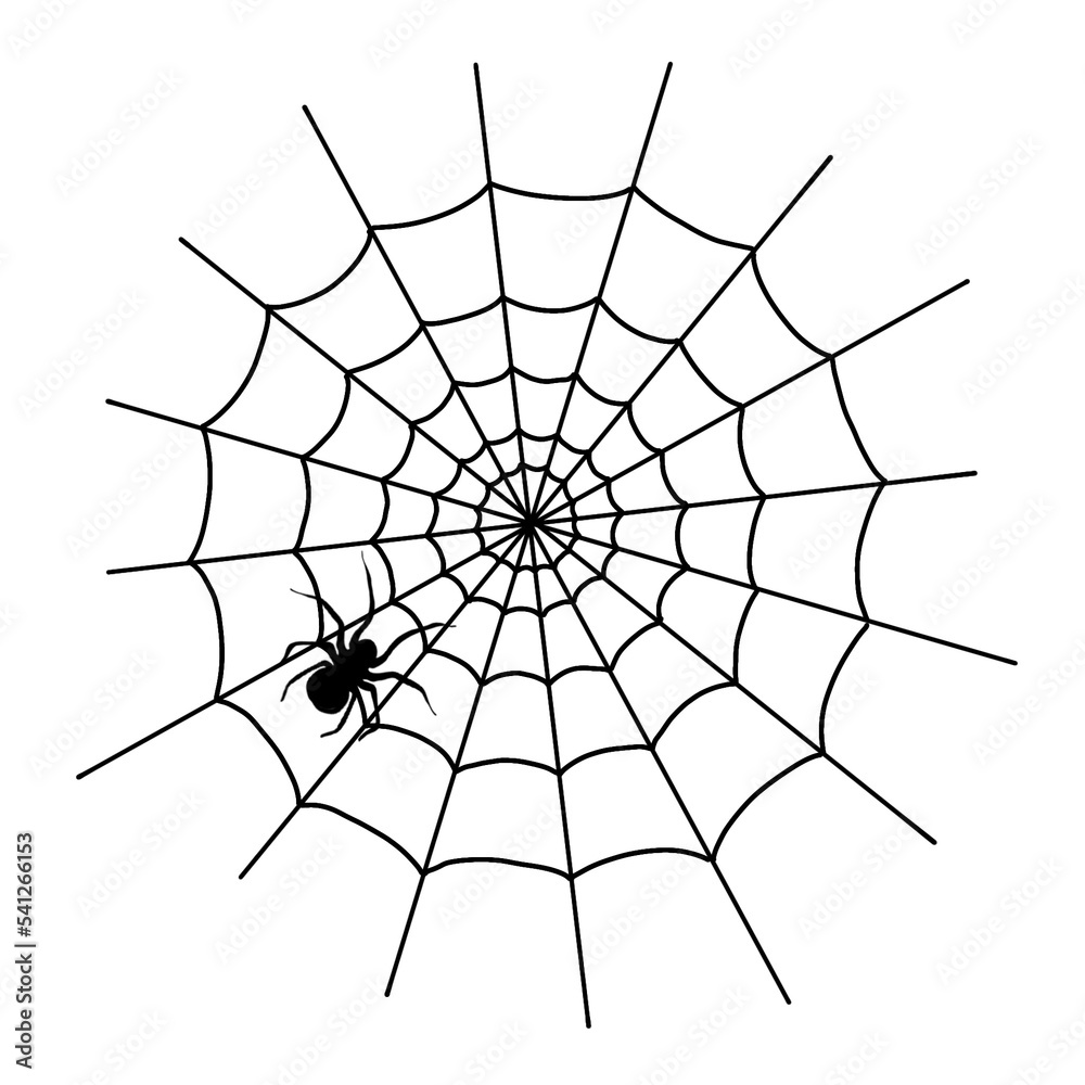 Fototapeta premium spider on web