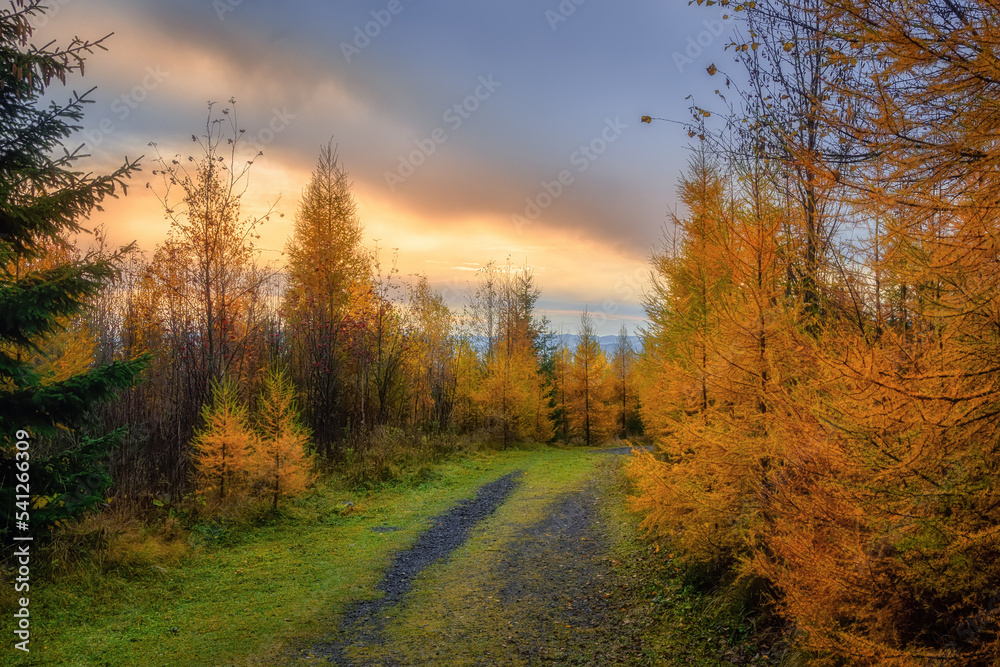 autumn landscape with yellow trees under the Tatras