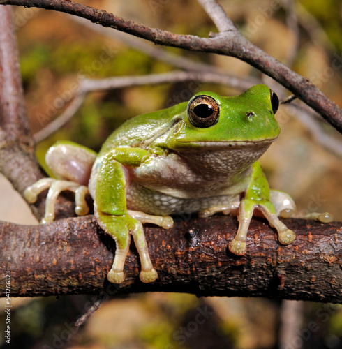 Sardinian tree frog, Tyrrhenian tree frog // Tyrrhenischer Laubfrosch (Hyla sarda) - Sardinia, Italy
