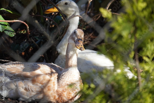 Laufente Vogel Haustier Natur Tier Geflügel fressend tanzend photo