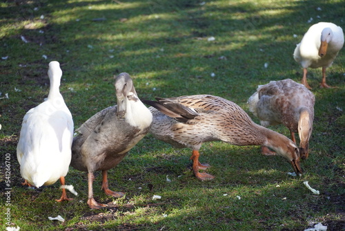 Laufente Vogel Haustier Natur Tier Geflügel fressend tanzend photo