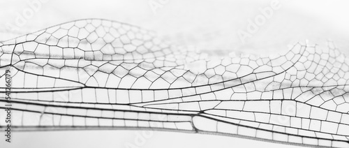 Closeup of dragonfly wing in shallow depth of field.