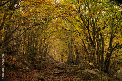 Autumn forest landscape with autumn leaves path and warm light illuminating with golden foliage. Path in autumn forest scene nature. Vivid October day in Aran Valley (Val de D'Aran) Pyrenees, Spain. 