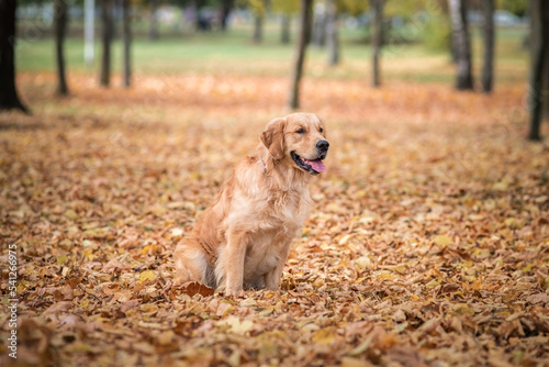 Portrait of a beautiful purebred golden retriever in the park in the fallen leaves.