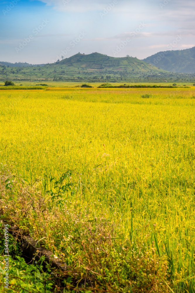 view of Chu Dang Ya volcano mountain far away and rice fields near Pleiku city, Gia Lai province, Vietnam