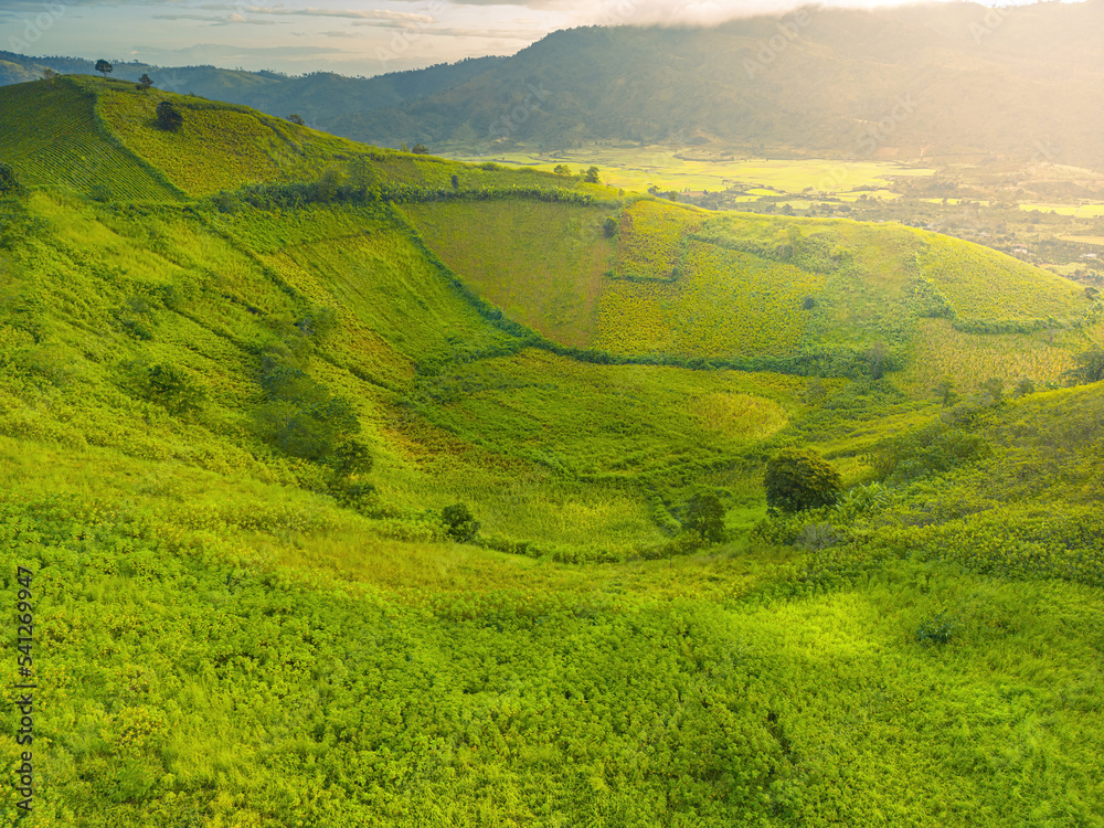 Obraz premium Aerial view of Chu Dang Ya volcano mountain with Da Quy flower or Tithonia diversifolia flower near Pleiku city, Gia Lai province, Vietnam