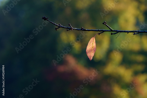 Herbst-Tristesse: Das letzte einsam leuchtene rote Blatt am Ast der Linde