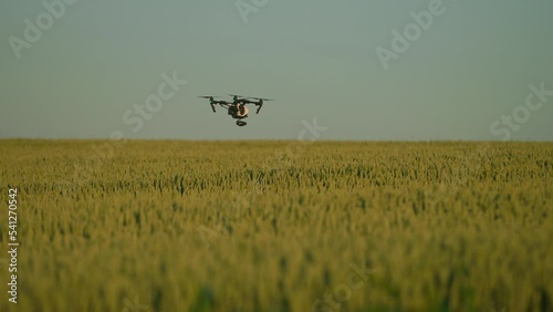 Flying drone with digital video camera over wheat. Shooting of quadcopter and beautiful green field. Daytime. Terrain scanning, monitoring, smart technologies