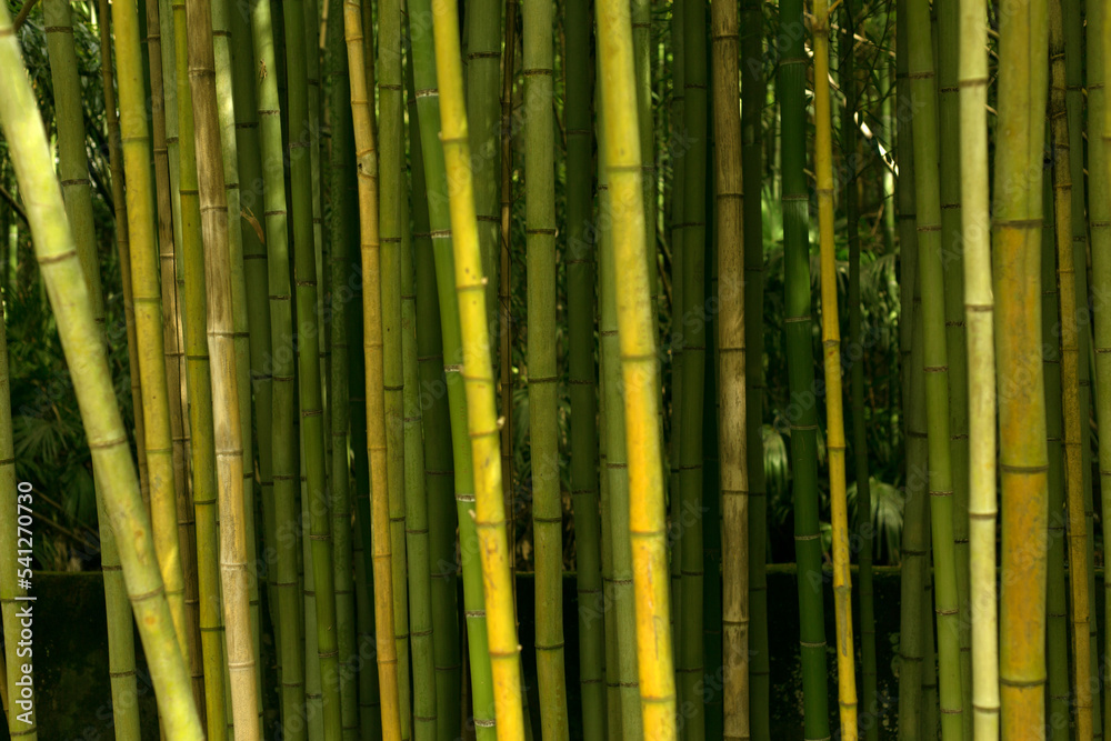 Close Up Bamboo Trunks Forest Texture Close Up Bamboo Trunks Forest Texture