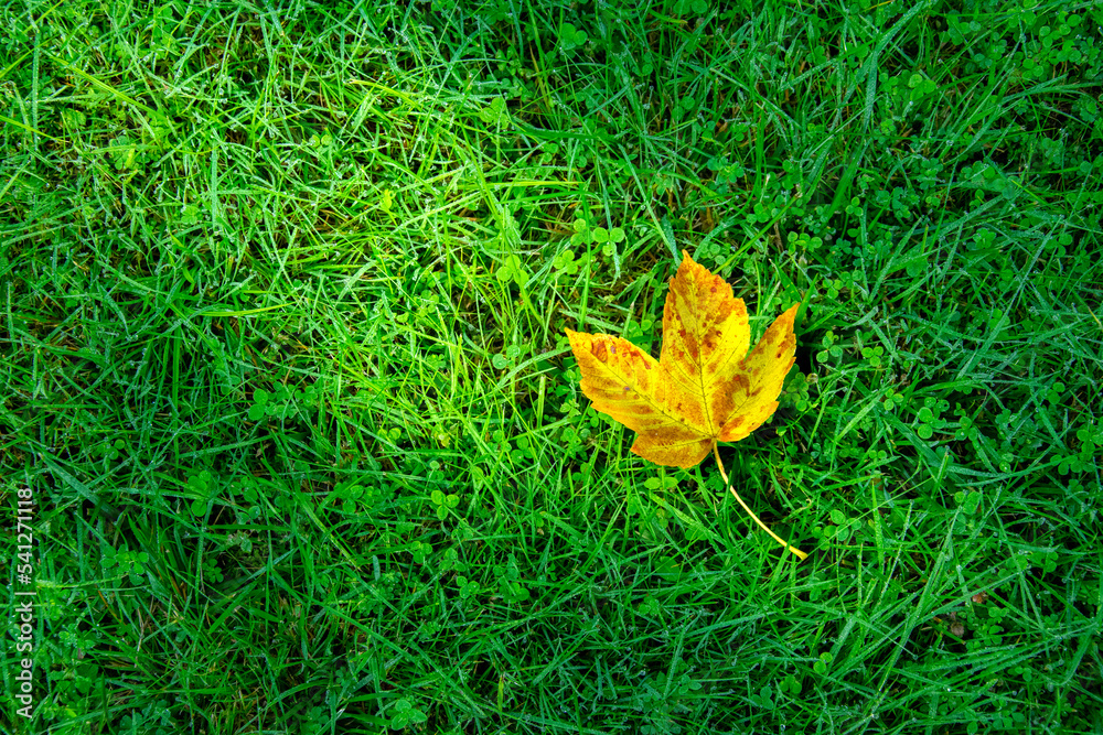 Yellow and brown leaves in the grass. Lawn after rain, dew
