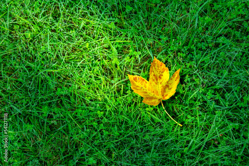 Obraz na płótnie Yellow and brown leaves in the grass. Lawn after rain, dew w salonie