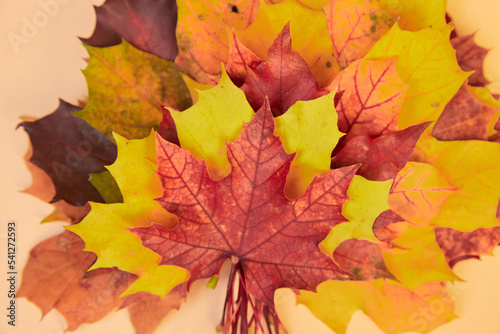 Creative composition on the autumn theme - a bouquet of natural maple leaves of yellow, orange, red, burgundy flowers