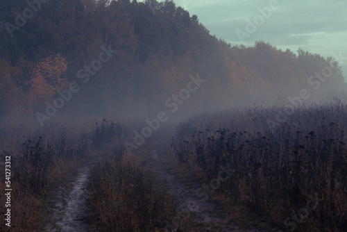 the road from the field to the misty forest
