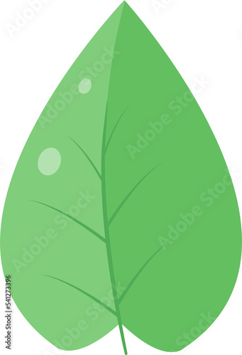 This is a leaf