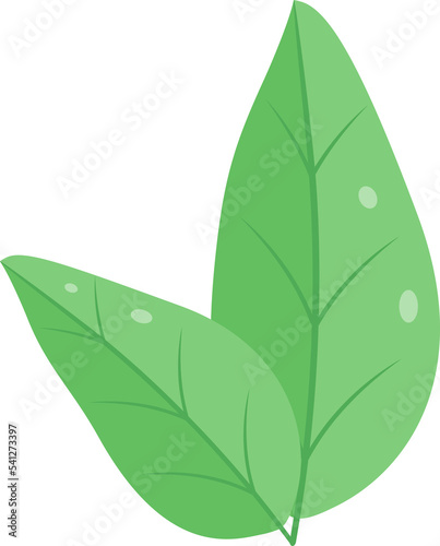 This is a leaf
