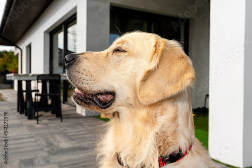 Portrait of a young male Golden Retriever sitting on the front terrace.