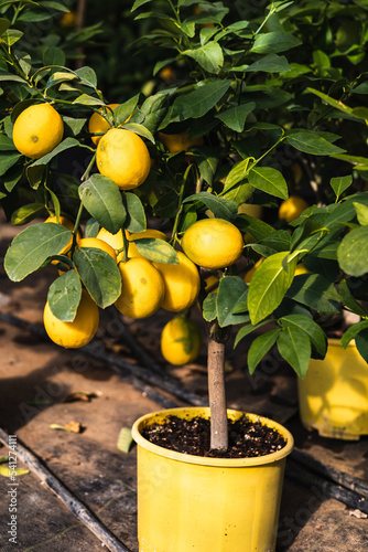 Lemon tree growing in a pot, Container Gardening. Close-up of lemon fruit in a greenhouse. Shallow depth of field.