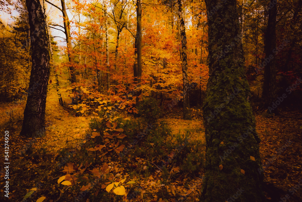 Autumn. Jesień, las, przyroda