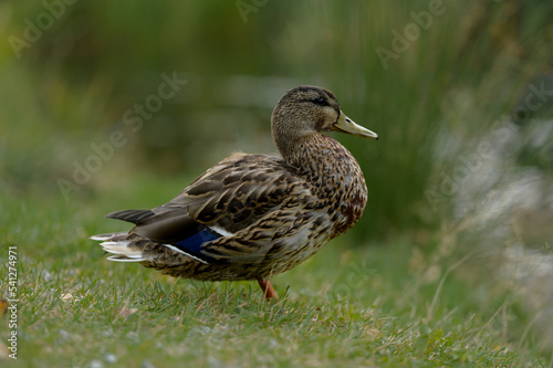 duck on the grass © Milos