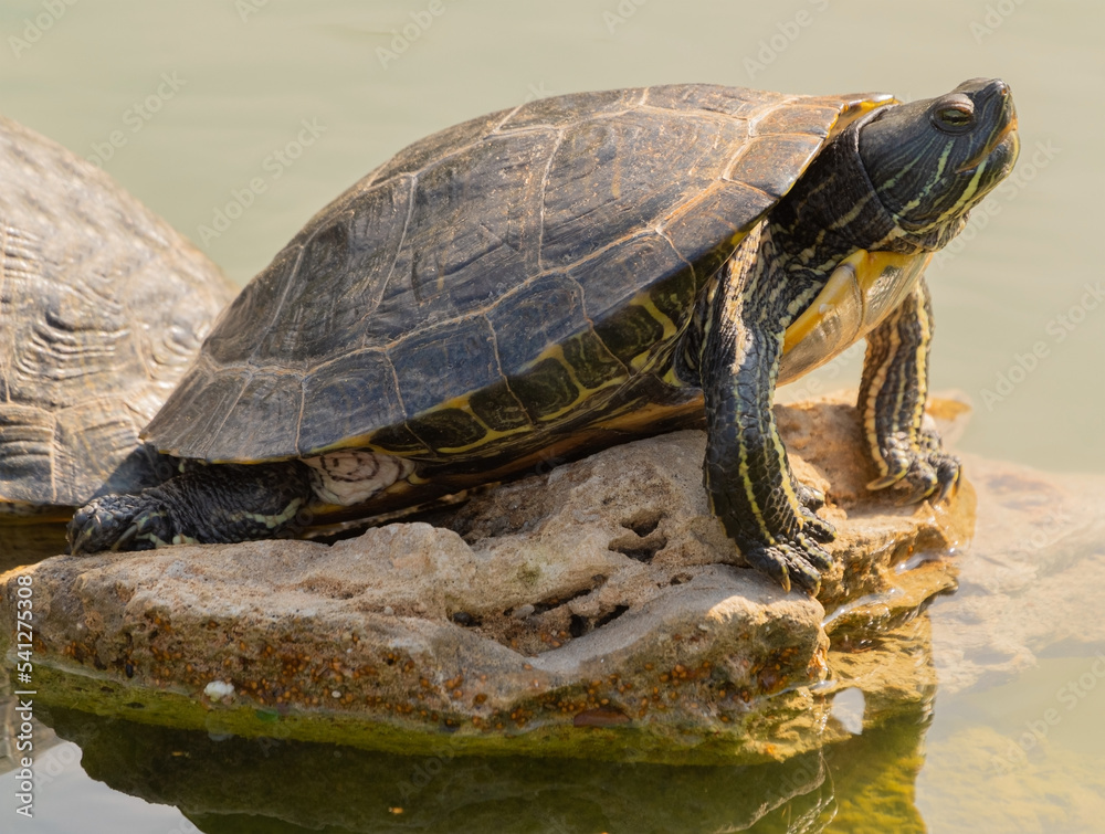 turtles basking and swimming in the sun turtles basking and swimming in the sun
