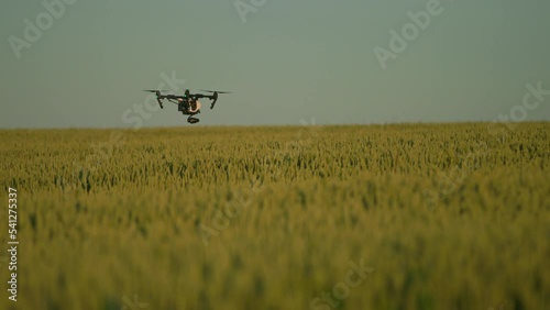 Drone flying in the sky. Rural aerial helicopter. Farming yellow field. Harvest. Innovation. New technology. Plant landscape. Slow motion