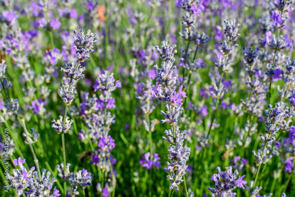 Many small blue lavender flowers in a garden in a sunny summer day photographed with selective focus, beautiful outdoor floral background.