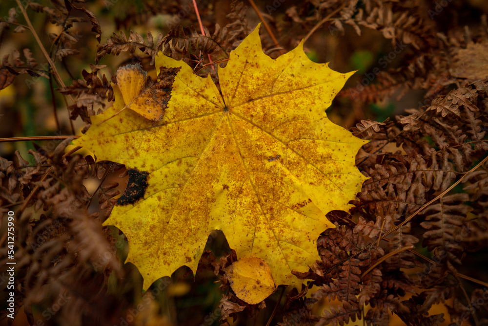 Autumn. Jesień, las, przyroda - obrazy, fototapety, plakaty 