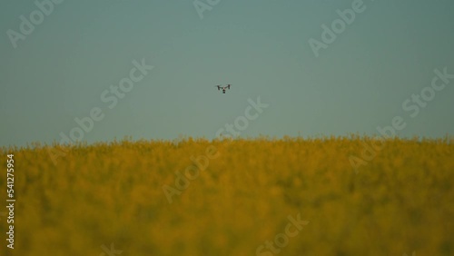 Beautiful view of flying agriculture drone in rural aerial helicopter. Farming. Blue sky and yellow field. Harvest. Innovation. New technology. Plant landscape. Slow motion