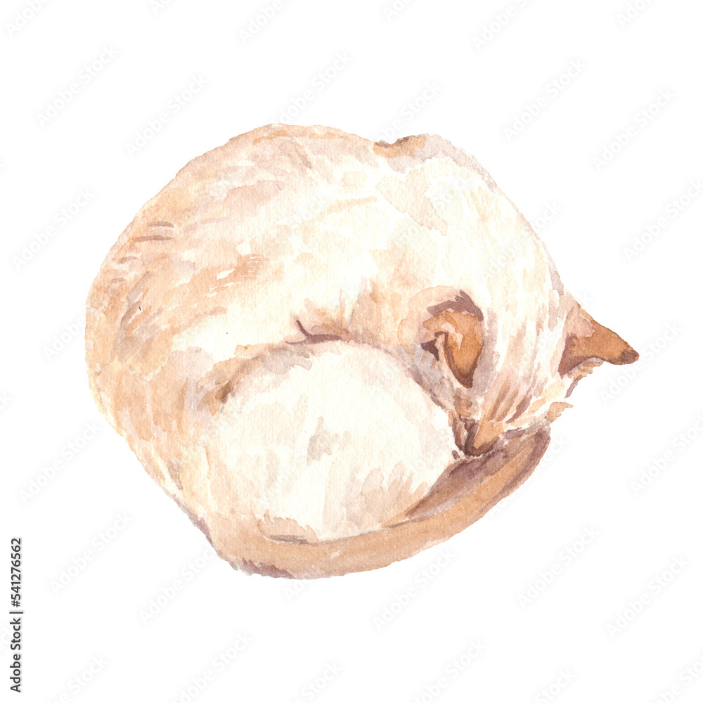 Obraz premium Red cat sleeping curled up. Realistic watercolor illustration, isolated on transparent background.