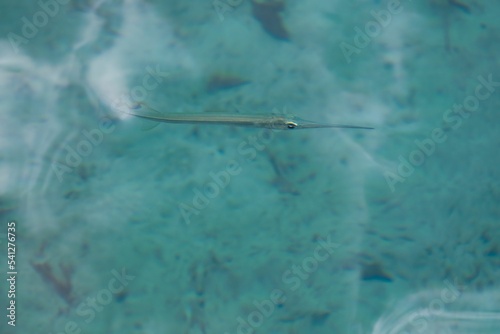 Closeup shot of a keeltail needlefish in the Bacalar Lagoon Lake, Mexico photo