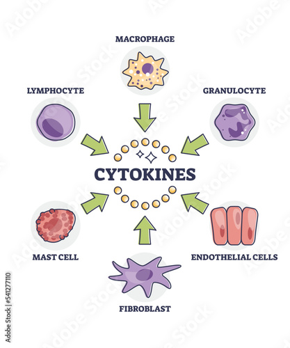Cytokines releasing cells list for immune system response outline diagram. Labeled educational scheme with macrophage, granulocyte, endothelial, fibroblast, mast and lymphocyte vector illustration.