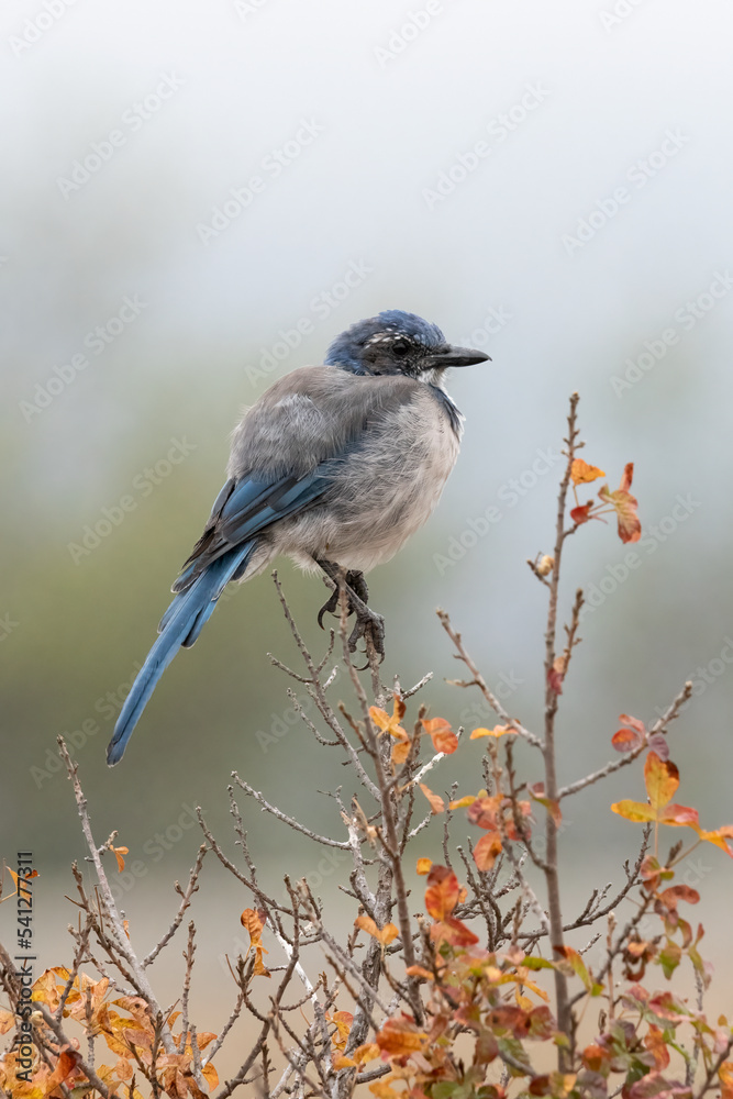 Obraz premium Juvenile California scrub jay perching on poison oak in fall. Aphelocoma californica. 
