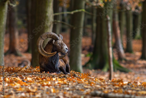 Cuadro en lienzo Male mouflon in the autumn forest