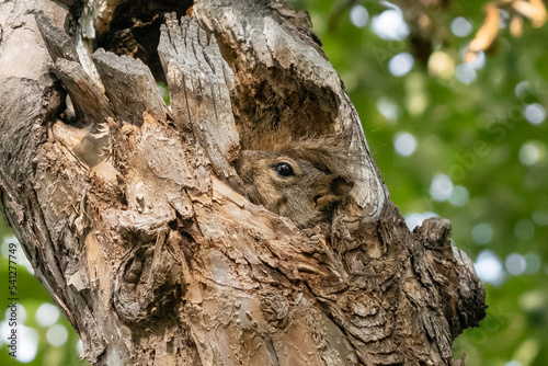 A well camouflaged fox squirrel nestled inside a tree cavity getting some rest. photo