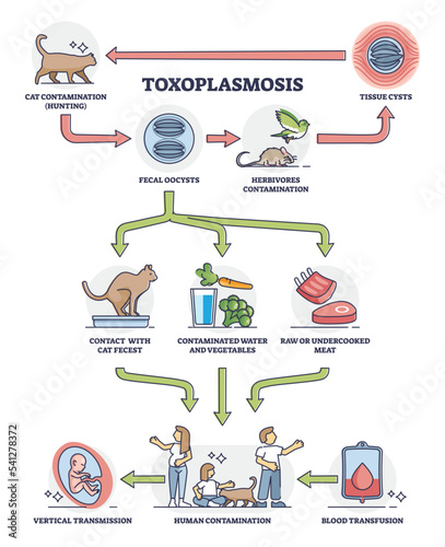 Taxoplasmosis illness and parasitic disease contamination outline diagram. Labeled educational medical scheme with cat toxoplasma impact on human transmission and blood transfusion vector illustration