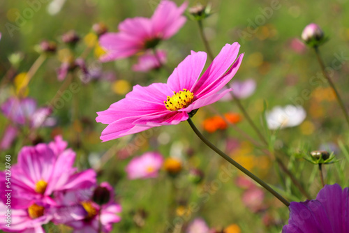 Fototapeta Naklejka Na Ścianę i Meble -  Letnie kwitnące kwiaty na polnej łące kwiatowej
