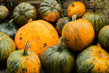 This is a picture of pumpkins at a pumpkin patch.