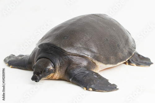 Pig-nosed turtle or Fly River turtle Carettochelys insculpta isolated on white background.
 photo