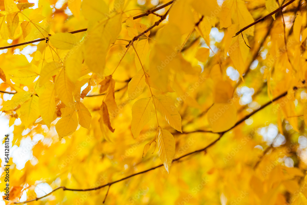 Yellow autumn leaves Yellow autumn leaves