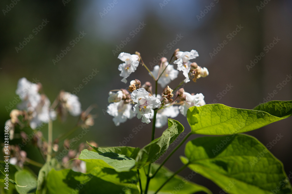 White chestnut flowers against the sky. White chestnut flowers against the sky.