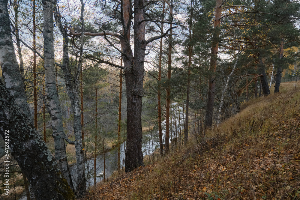 Obraz premium Nature of central Russia in middle of autumn. National park in Tver region. View of beautiful river from above. Lots of fir trees and dry grass. Birch trees with yellow leaves.